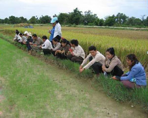 Training extension workers on System of Rice Intensification